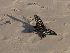 Pharmacophagus antenor