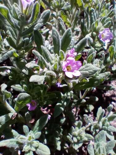 Whitewhisker Fiddleleaf (Nama undulata)
