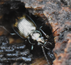 Bembidion dentellum