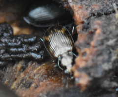 Bembidion dentellum