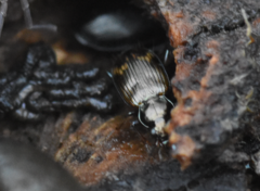 Bembidion dentellum
