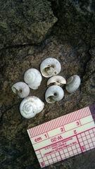 Sonorella allynsmithi