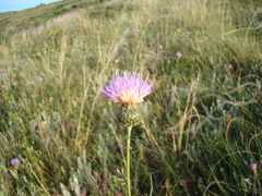 Klasea biebersteiniana