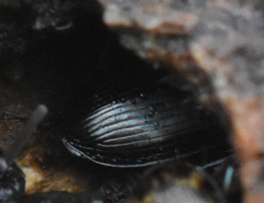 Bembidion dentellum