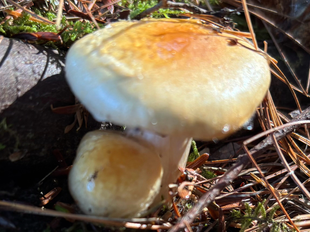 Hygrophorus flavodiscus · November 2025 · photo: © jsrhollis (iNaturalist, cc-by)