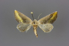 Plagiomimicus aureolum