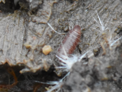 Trichoniscus pusillus