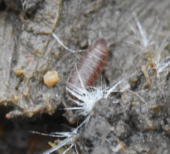 Trichoniscus pusillus