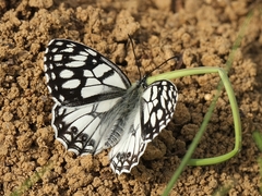 Melanargia ines
