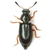 Redlegged Ham Beetle - Photo (c) Mike Quinn, Austin, TX, some rights reserved (CC BY-NC), uploaded by Mike Quinn, Austin, TX