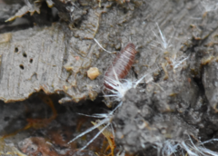 Trichoniscus pusillus