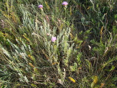 Klasea biebersteiniana