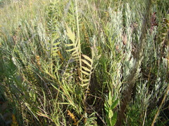 Klasea biebersteiniana