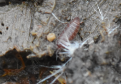 Trichoniscus pusillus