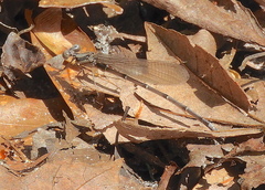 Argia tibialis