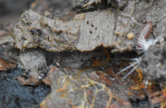 Trichoniscus pusillus