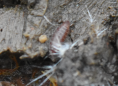 Trichoniscus pusillus