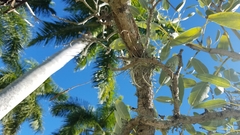 Tillandsia recurvata