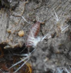 Trichoniscus pusillus