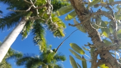 Tillandsia recurvata