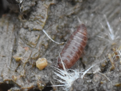 Trichoniscus pusillus