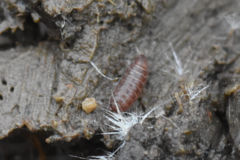 Trichoniscus pusillus