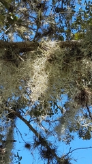 Tillandsia usneoides