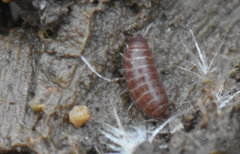 Trichoniscus pusillus