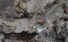 Trichoniscus pusillus