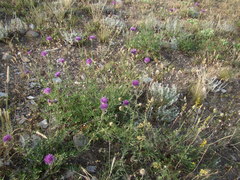 Centaurea carduiformis