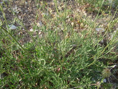Centaurea carduiformis