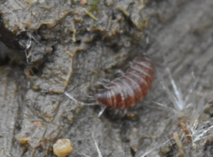 Trichoniscus pusillus