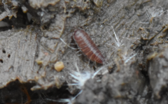 Trichoniscus pusillus