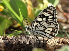 Melanargia ines