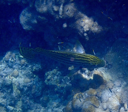 Plectorhinchus lessonii