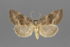 Plagiomimicus manti