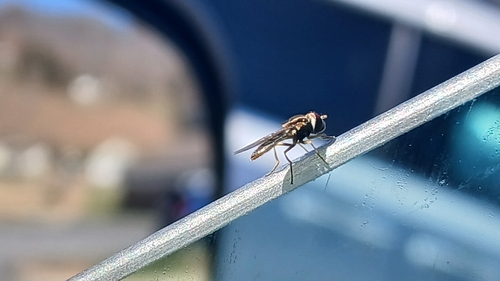 Unknown species found near Biltmore, TN 37643, USA