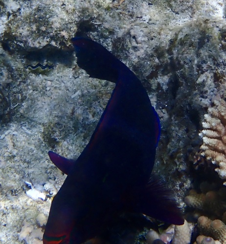 Scarus niger