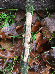 Vuilleminia comedens