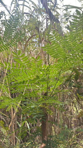 White leadtree