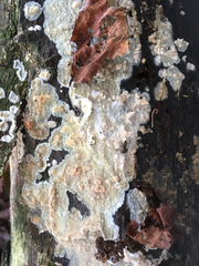 Radulomyces confluens