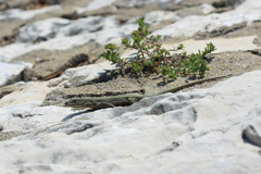 Podarcis virescens
