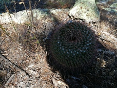 Mammillaria gigantea