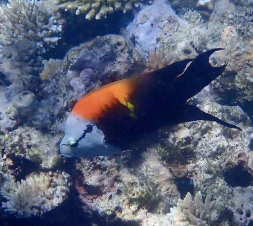 Epibulus insidiator