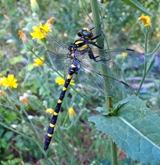 Cordulegaster picta
