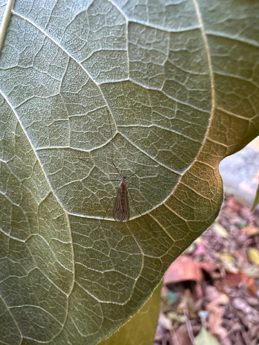 Unknown species found near Dr Paul Dudley White Path, Watertown, MA, US