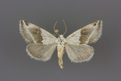 Plagiomimicus dimidiata