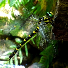 Cordulegaster picta
