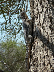 Oplurus cyclurus