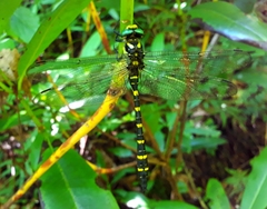 Cordulegaster picta